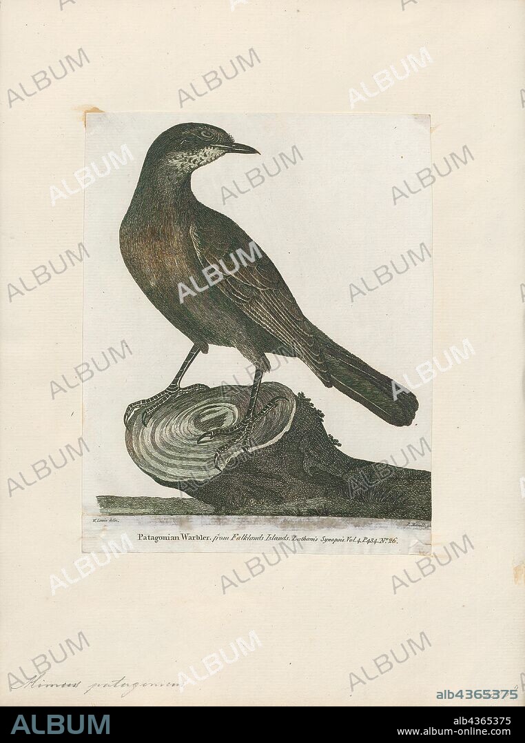 Mimus patagonicus, Print, The Patagonian mockingbird (Mimus patagonicus) is a species of bird in the Mimidae family. It is found in Argentina and locally in Chile. Vagrants have been recorded in the Falkland Islands. Its natural habitats are subtropical dry shrubland and heavily degraded former forest., 1700-1880.