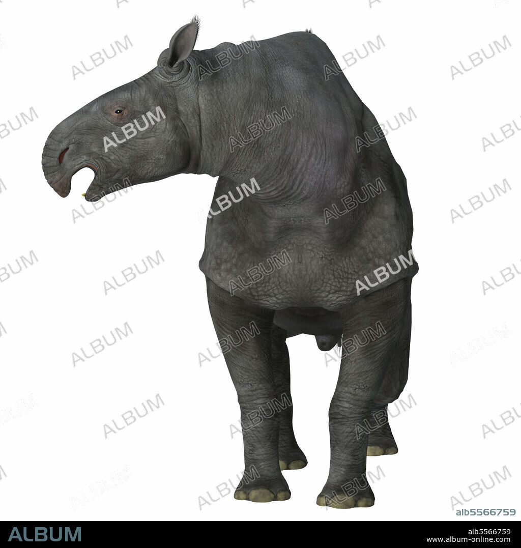 Paraceratherium mammal on white background. Paraceratherium was a herbivorous mammal that lived in Eurasia during the Eocene and Oligocene Periods.