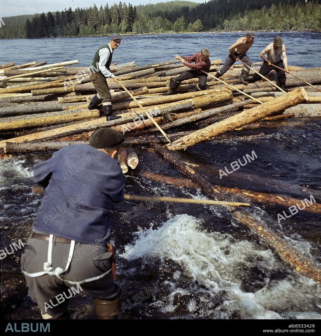 ARKIV 1963-06-27. Timmerflottare står på en timmerbröte och bryter loss timmer mitt i forsen i Vindelälven 27:e juni 1963.. Foto: Lars Nyberg / XP / SCANPIX / Kod: 34. **AFTONBLADET OUT**.