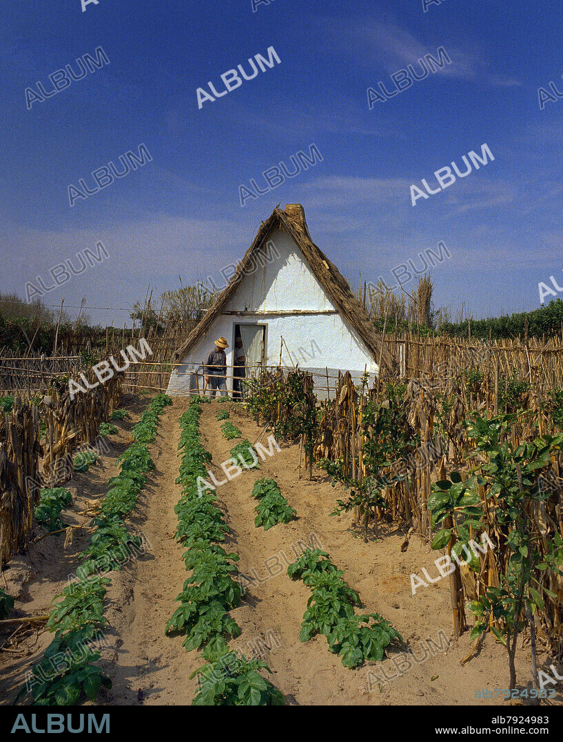 BARRACA EN LA HUERTA - FOTO AÑOS 60.