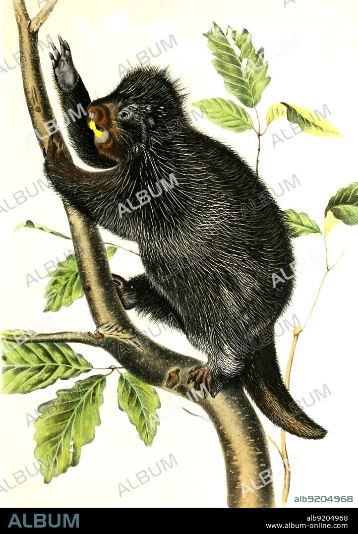 Urson, Erethizon dorsatum, Baumstachelschwein oder Nordamerikanischer Baumstachler , Histoisch, digital restaurierte Reproduktion einer Originalvorlage aus dem 19. Jahrhundert, genaues Originaldatum nicht bekannt /North American porcupine, Erethizon dorsatum, also known as the Canadian porcupine, historical, digital improved reproduction of an original from the 19th century.