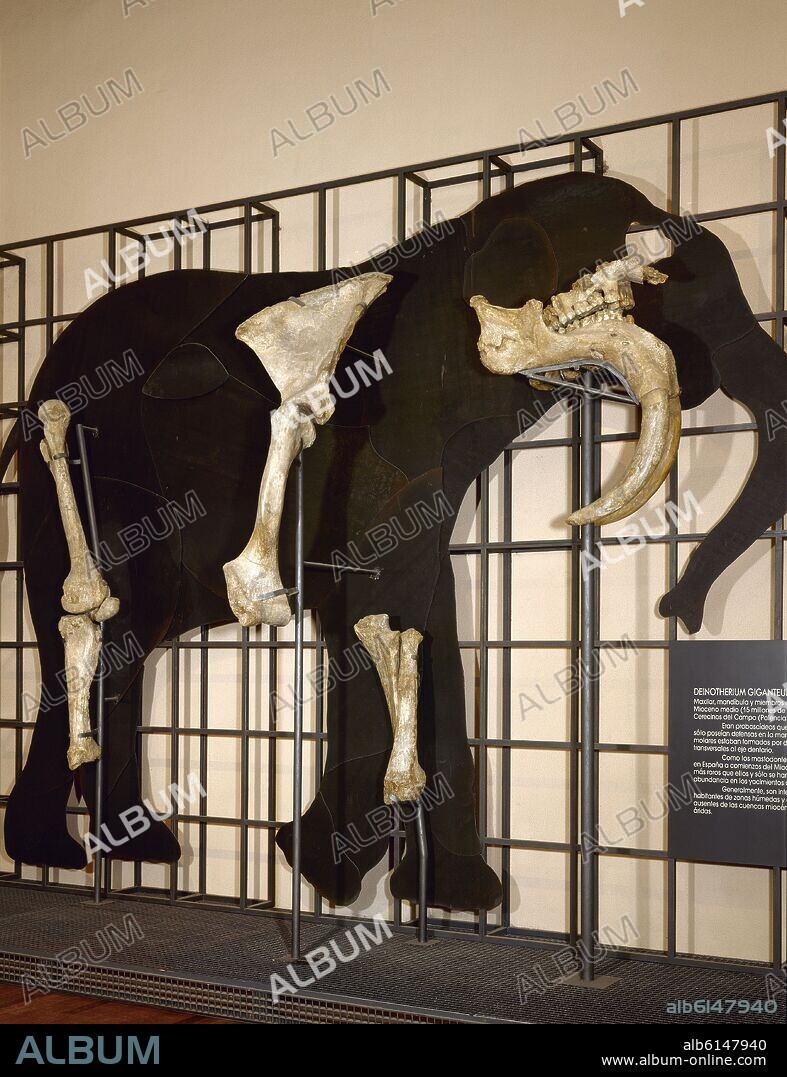 DINOTERIO GIGANTE-MIOCENO MEDIO(15MLL AÑOS)CERECINOS CAMPO(ZAMORA).