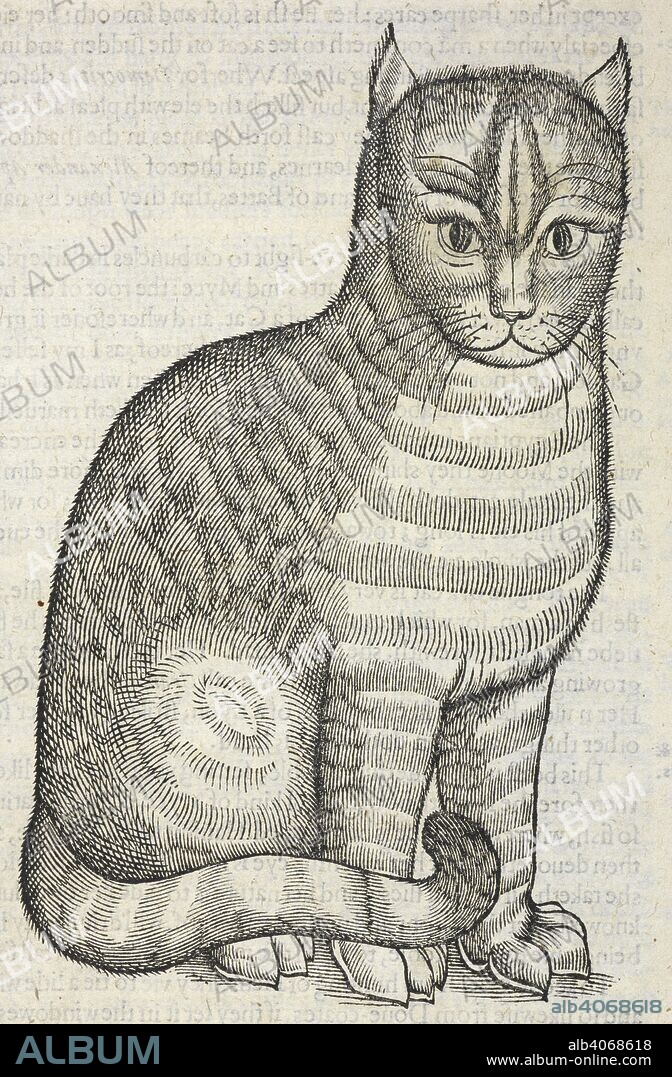 EDWARD TOPSELL. A cat. The Historie of Serpents, or, the second Booke of living Creatures, etc. London : W. Jaggard, 1608. Source: 435.h.8 page 103.