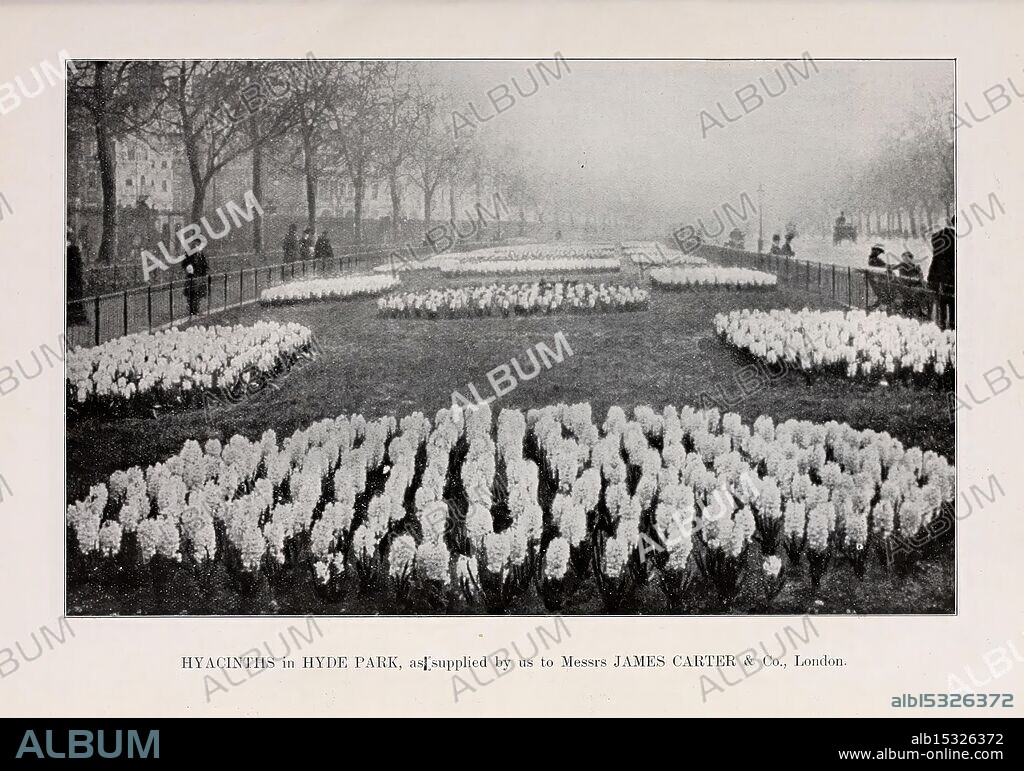 Catalogue of Dutch bulbs, Lisse, Holland, J.J. Grullemans & Sons, bulbs, plants, catalogs, flowers, Grullemans, J.J. Sons, Lisse, Netherlands, nurseries, horticulture, nursery stock, hyacinths, Hyde Park, Hyacinthus orientalis, hyacinth, A serene scene depicting a landscaped garden filled with neatly arranged flower beds. Curved rows of white blooms create intricate patterns, drawing the eye towards the center of the composition. In the background, a group of people can be seen strolling along a path, surrounded by trees whose branches provide a gentle canopy. The atmosphere exudes tranquility, inviting viewers to appreciate the beauty of nature and the harmonious interplay between flora and those who enjoy it.