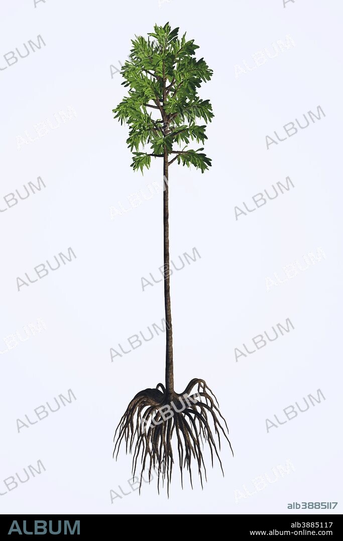 A prehistoric era Cordaites plant from the Carboniferous period and Permian periods.