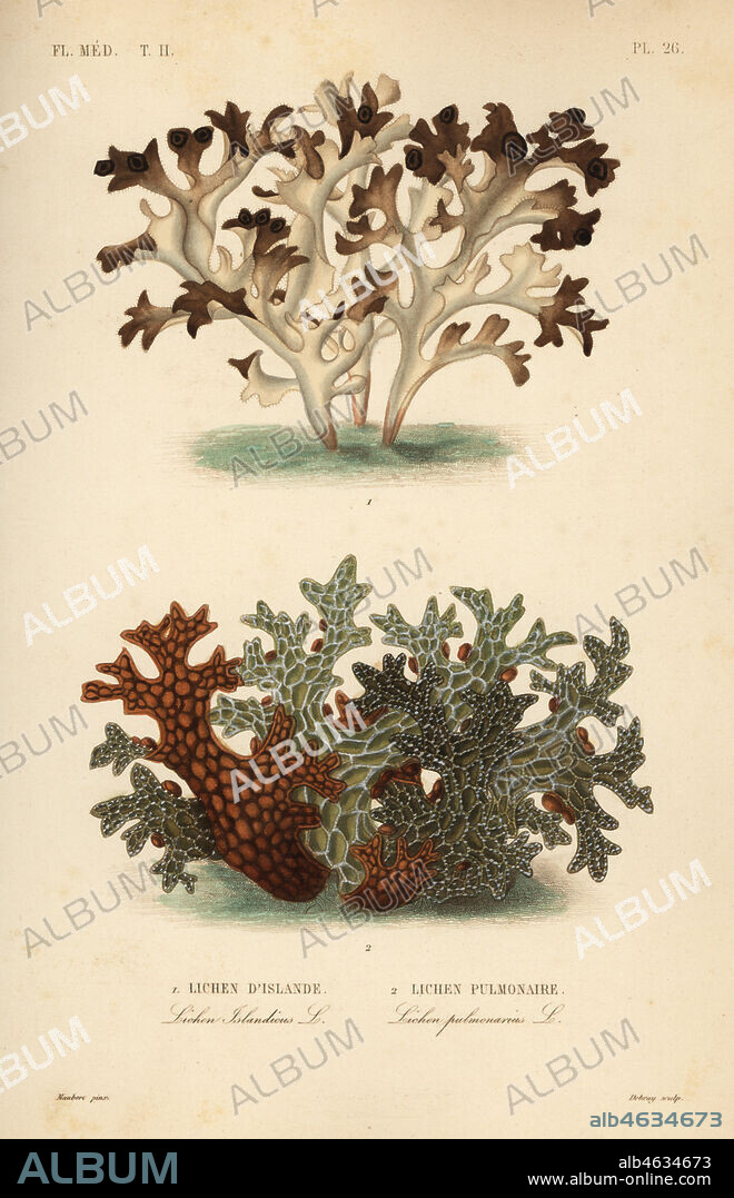 Iceland moss, Cetraria islandica, Lichen dIslande, and tree lungwort, Lobaria pulmonaria, Lichen pulmonaire. Handcoloured steel engraving by Debray after a botanical illustration by Edouard Maubert from Pierre Oscar Reveil, A. Dupuis, Fr. Gerard and Francois Herincqs La Regne Vegetal: Flore Medicale, L. Guerin, Paris, 1864-1871.