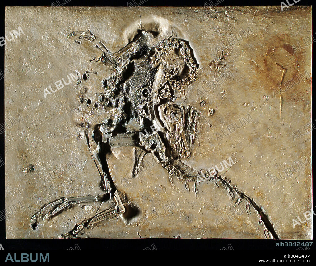 Compsognathus longipes, a bird-like dinosaur or coelurosaur. Solnhofen, Germany.
