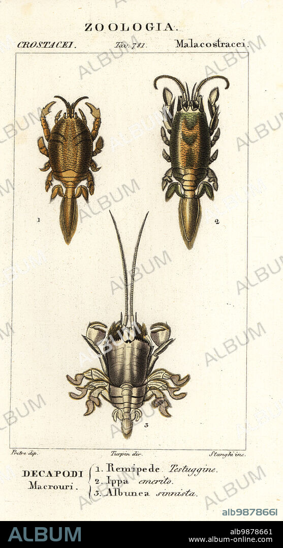 Species of mole crabs or sand crabs. Hippa adactyla 1, Emerita emeritus 2, Albunea symmysta 3. Remipede testuggine, Ippa emerito, Albunea sinnista. Handcoloured copperplate stipple engraving from Antoine Laurent de Jussieu's Dizionario delle Scienze Naturali, Dictionary of Natural Science, Florence, Italy, 1837. Illustration engraved by Stanghi, drawn by Jean Gabriel Pretre and directed by Pierre Jean-Francois Turpin, and published by Batelli e Figli. Turpin (1775-1840) is considered one of the greatest French botanical illustrators of the 19th century.