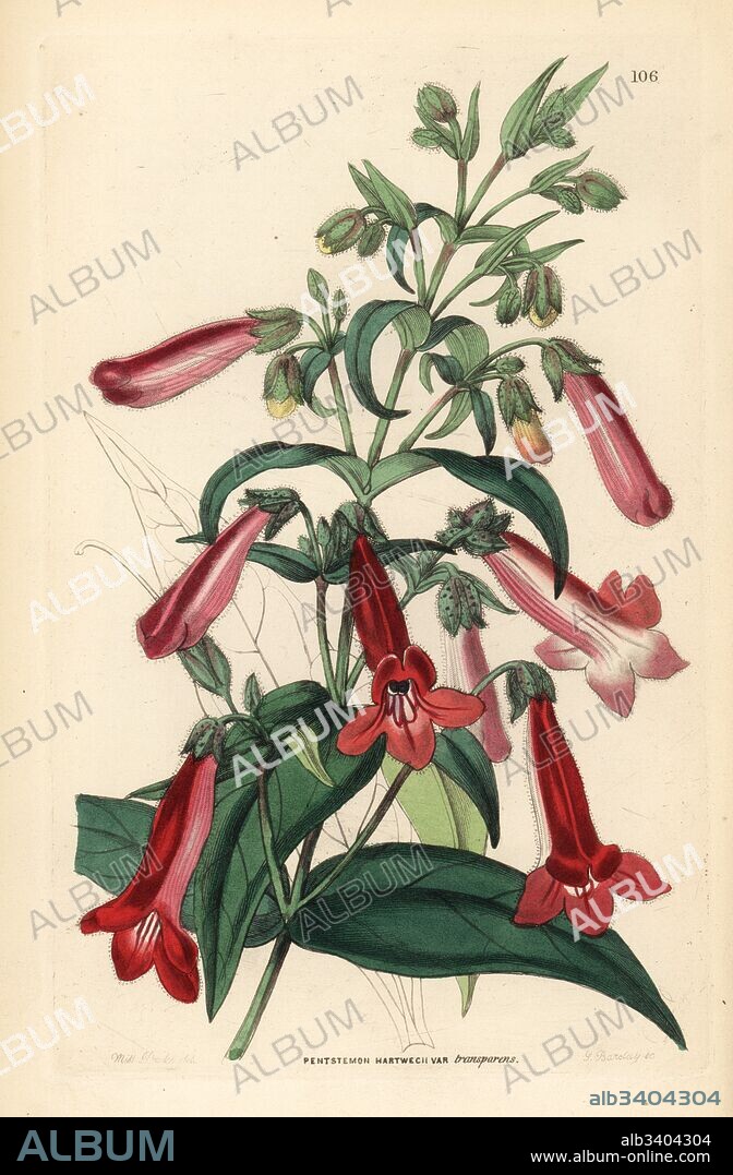 Transparent flowered Hartweg's penstemon, Penstemon hartwegii var. transparens. Handcoloured copperplate engraving by G. Barclay after Miss Sarah Drake from John Lindley and Robert Sweet's Ornamental Flower Garden and Shrubbery, G. Willis, London, 1854.