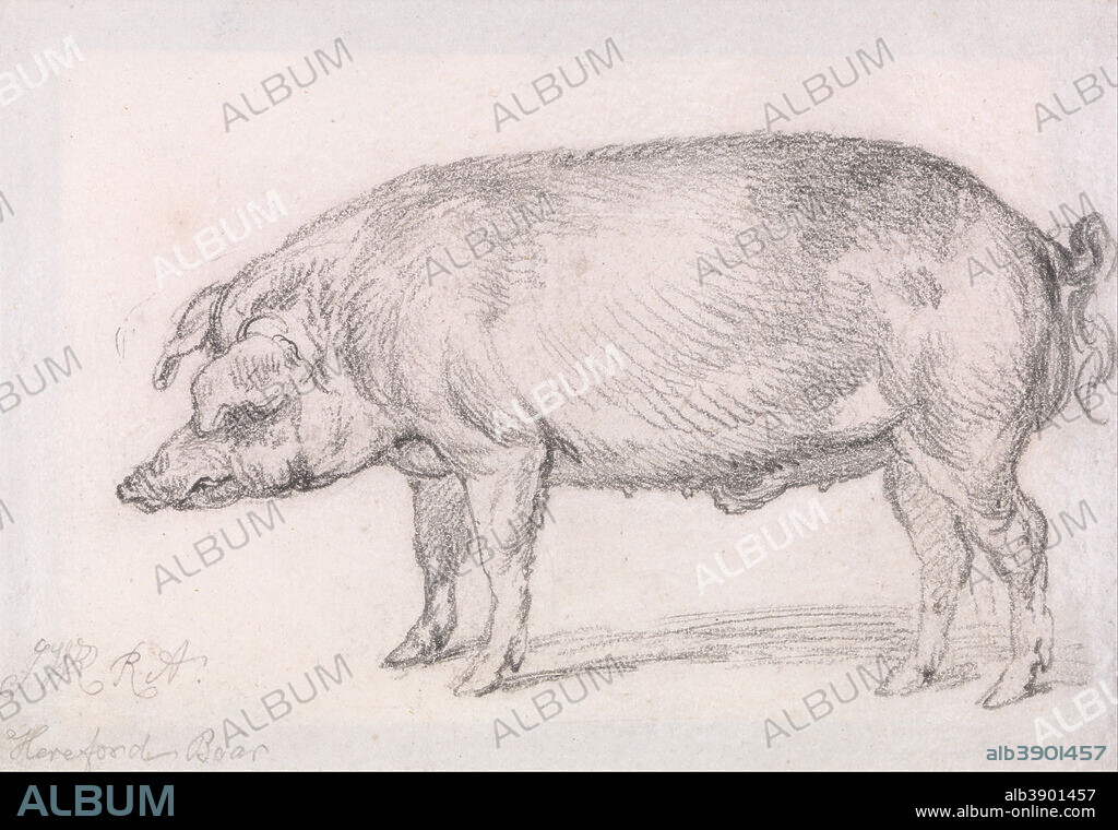 JAMES WARD. Hereford Boar. Date/Period: Ca. 1803. Drawing. Graphite on medium, smooth, cream wove paper. Height: 181 mm (7.12 in); Width: 229 mm (9.01 in).