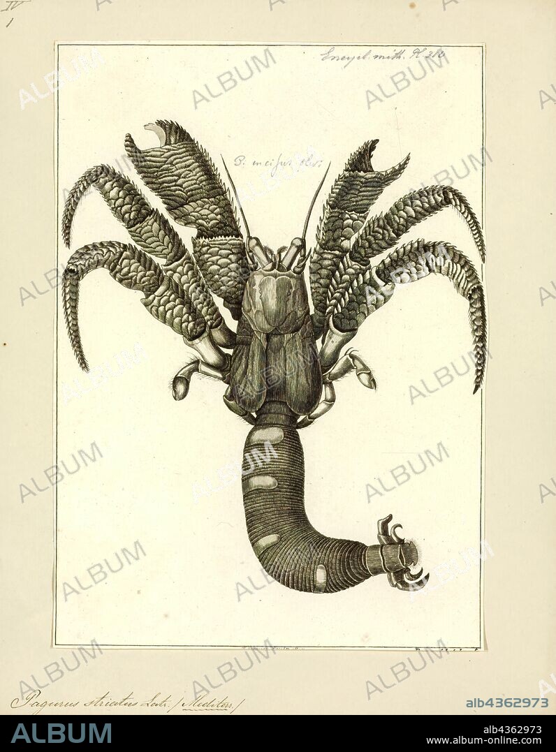 Pagurus striatus, Print, Pagurus is a genus of hermit crabs in the family Paguridae. Like other hermit crabs, their abdomen is not calcified and they use snail shells as protection. These marine decapod crustaceans are omnivorous, but mostly prey on small animals and scavenge carrion. Trigonocheirus and Pagurixus used to be considered subgenera of Pagurus, but the former is nowadays included in Orthopagurus, while the latter has been separated as a distinct genus.
