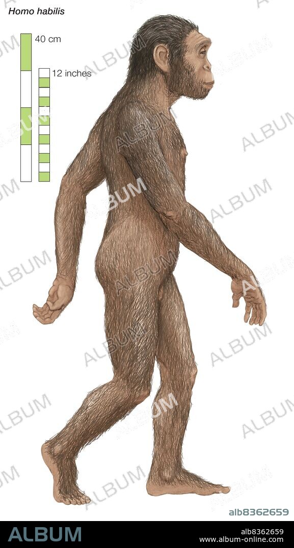 Homo habilis, "able man" or "handy man," which lived from 2 to 1.5 million years ago.