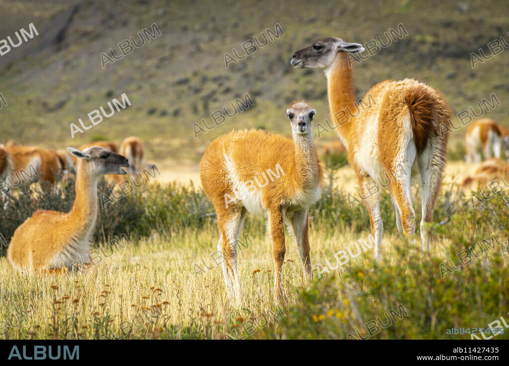 Baby guanaco (Lama guanicoe) with its herd, Torres del Paine National Park, Patagonia, Chile, South America.