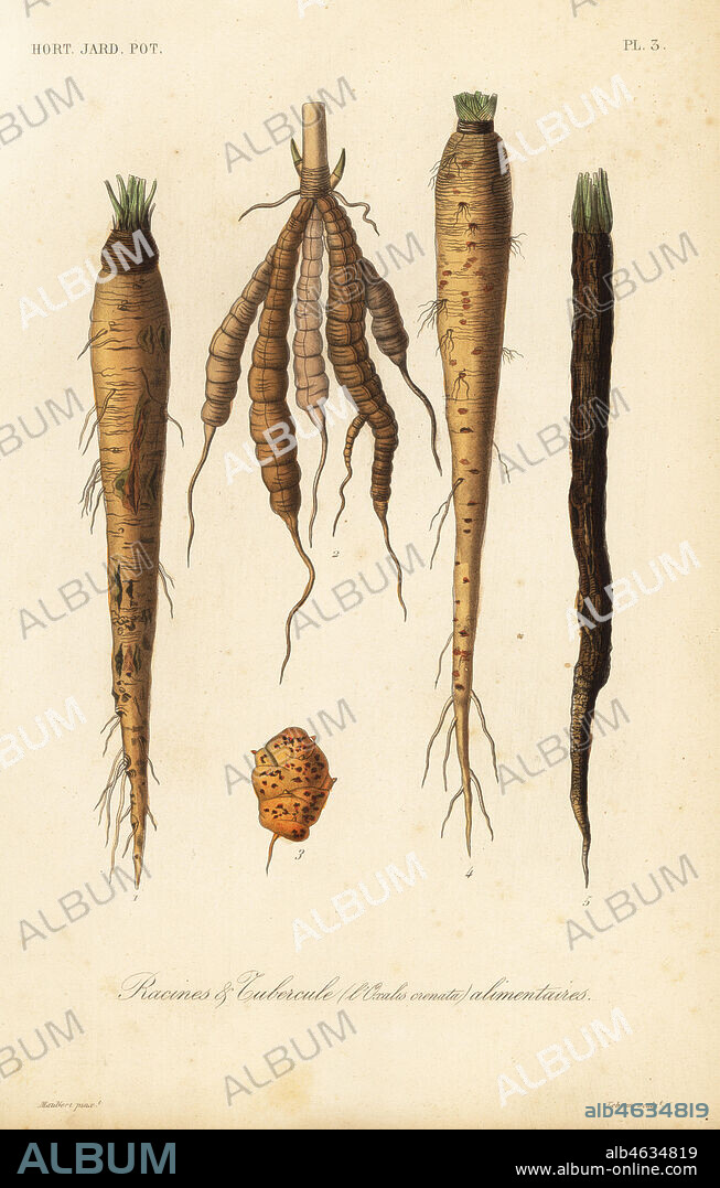Root vegetables, racines et tubercule alimentaires. Salsify, Tragopogon porrifolium, skirret, Sium sisarum, oca or New Zealand yam, Oxalis crenata, parsnip, Pastinaca sativa, and black salsify, Scorzonera hispanica. Handcoloured steel engraving by Debray after a botanical illustration by Edouard Maubert from Pierre Oscar Reveil, A. Dupuis, Fr. Gerard and Francois Herincqs La Regne Vegetal: Horticulture: Jardin Potager et Jardin Fruitier, L. Guerin, Paris, 1864-1871.