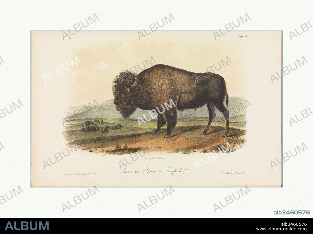 The Viviparous Quadrupeds of North America, vol. II, 1851, Illustrations: lithography, hand-colored, 11 5/16 x 7 7/8 x 2 1/16 in. (28.7 x 20 x 5.2 cm), Books, After John James Audubon (American (born Haiti), Les Cayes (Saint-Domingue) 1785–1851 New York), After John Bachmann (American (born Germany or Switzerland), active New York 1849–85).