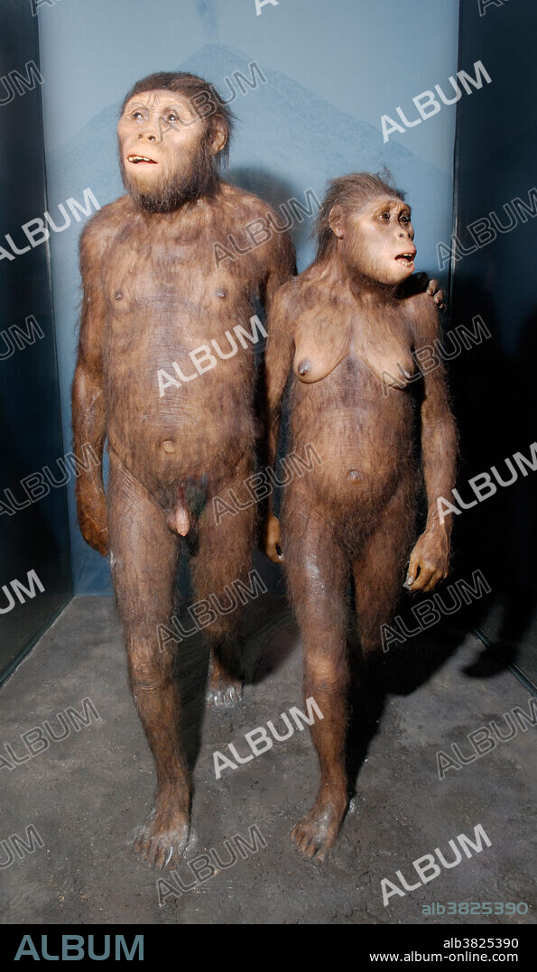 Australopithecus