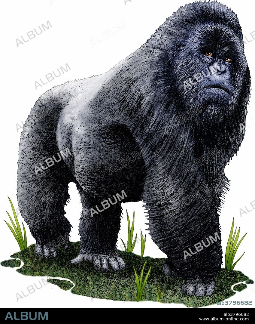 Mountain gorilla (Gorilla beringei beringei), male silverback. Illustration.