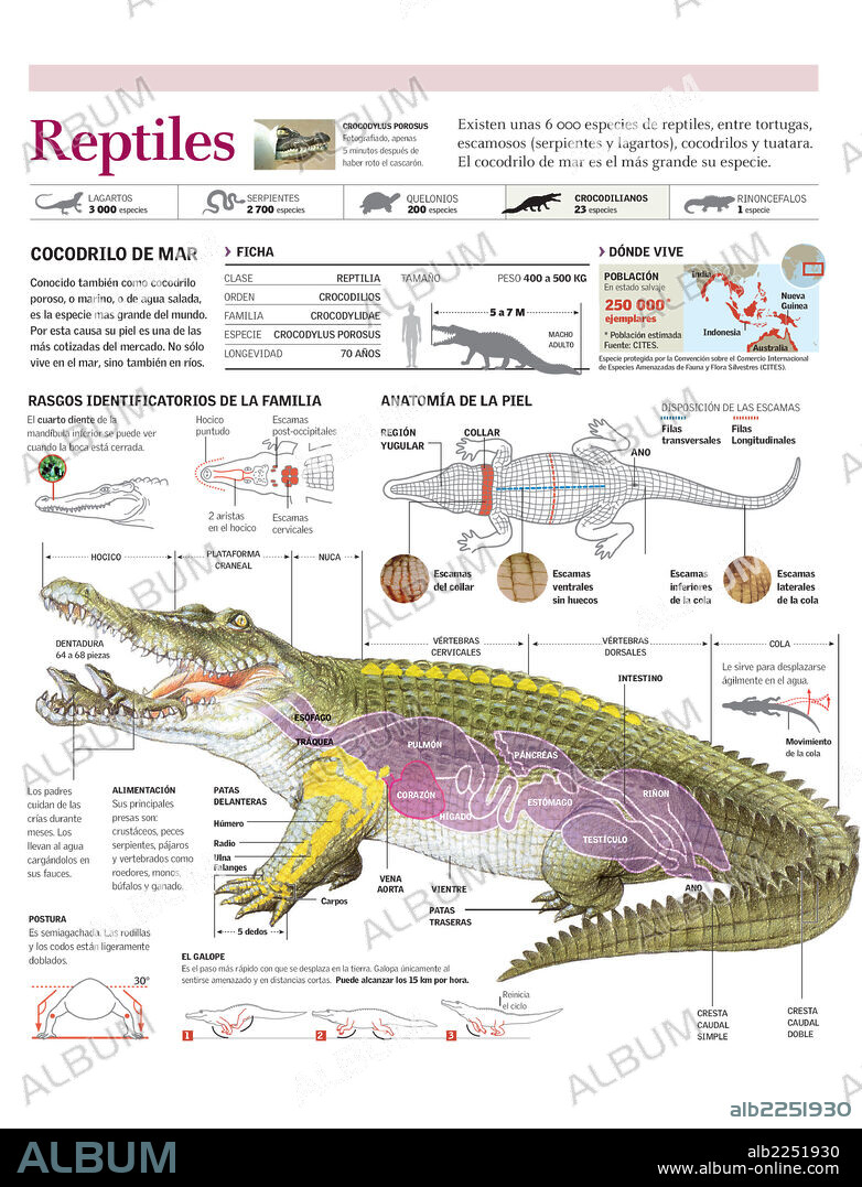 REPTILES. Infografía de la distribución, anatomía, piel y locomoción del cocodrilo de mar.