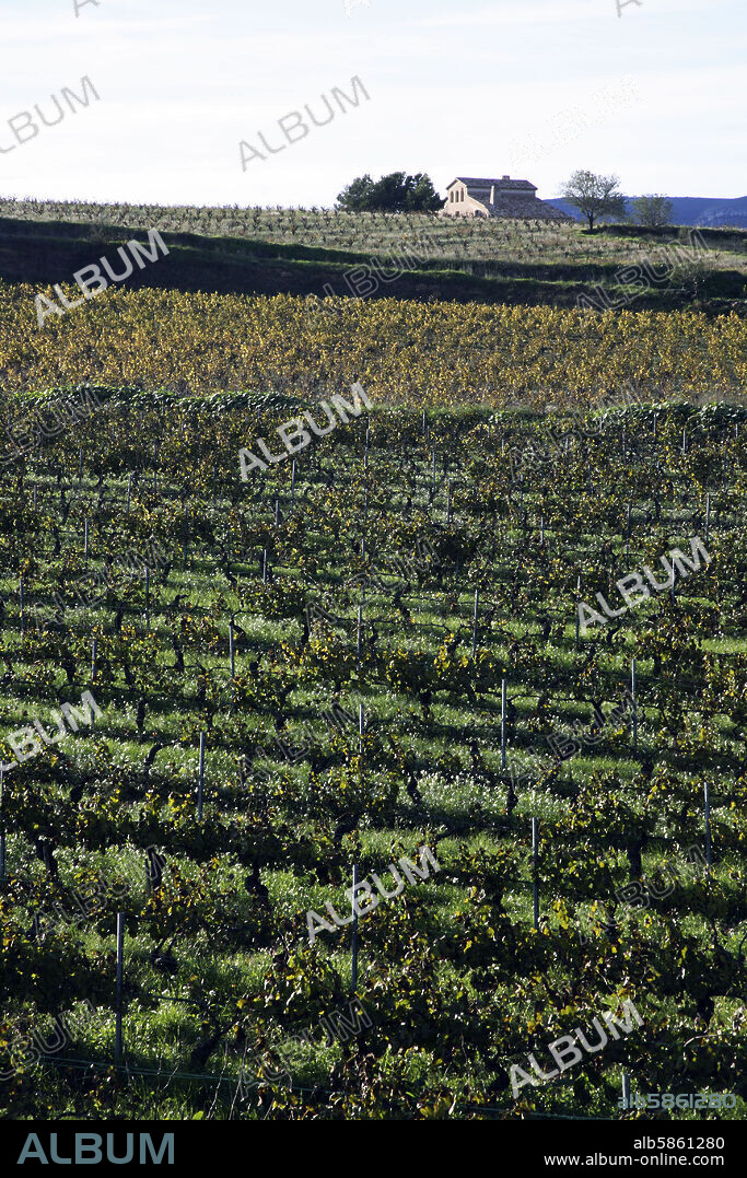 viñedos y masía cerca de Guardiola de Font Rubí (D.O. Penedés).