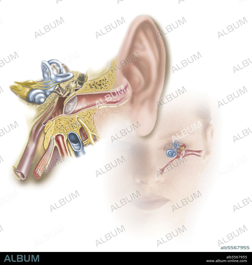 Position of inner ear in relationship to head and face.