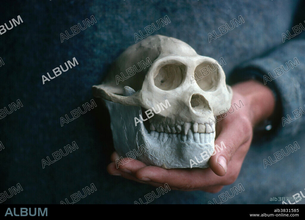Reconstructed skull of Sivapithecus (also known as Ramapithecus), a genus of extinct primates, dating from 12.5 million to 8.5 million years ago, in the Miocene era. The original of this one was found in Potwar Plateau, Pakistan. Ramapithecus fossil bones were first excavated from Miocene deposits in Pakistan in the 1930s by George E. Lewis. Until the 1970s and 1980s they were considered to be the ancestors of the apes and modern man. This view has been overturned and Ramapithecus is now considered to be the ancestor of the orang-utan.