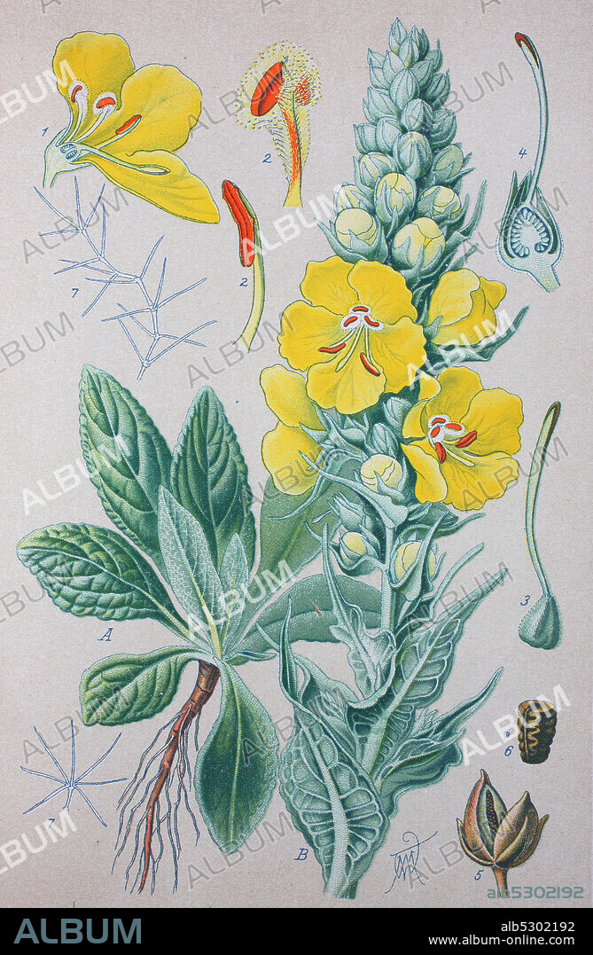 Verbascum thapsus, great mullei, common mullein, is a species of mullein  /  Kleinblütige Königskerze, Pflanzenart in der Familie der Braunwurzgewächse, Scrophulariaceae, Digital improved reproduction of an original print from the 19th century / digitale Reproduktion von einer Originalvorlage aus dem 19. Jahrhundert.