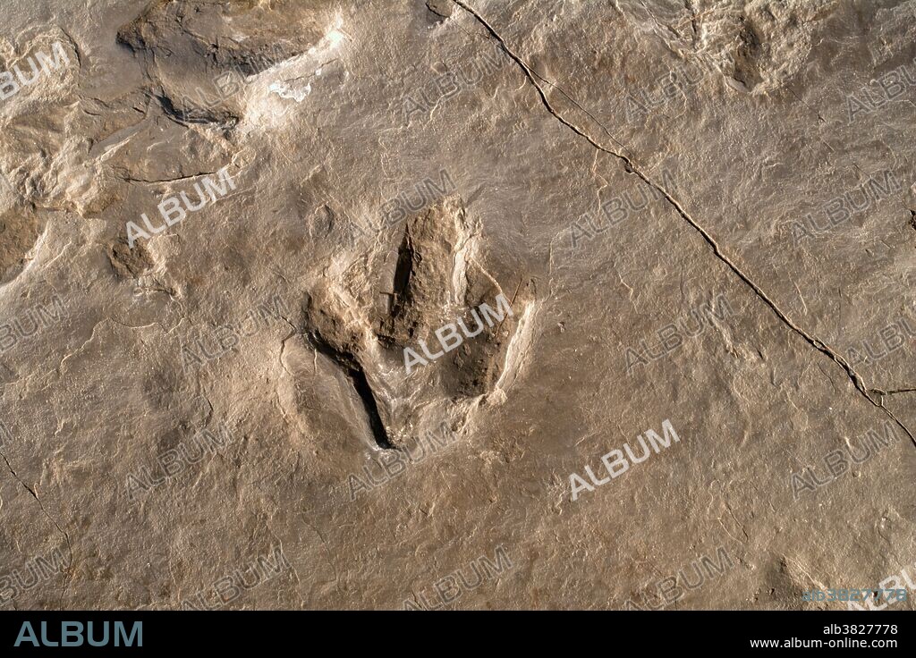 Dinosaur track (Eubrontes), Rocky Hill, Connecticut, USA. About 15 inches in length. Eubrontes is the Connecticut State Fossil. It is the name of the footprint, and not of the dinosaur that made it.