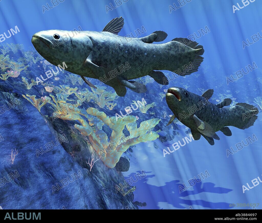 Two Coelacanth fish swimming undersea. The Coelacanth fish was believed to have become extinct during the Cretaceous Period, but have been discovered to still be living.