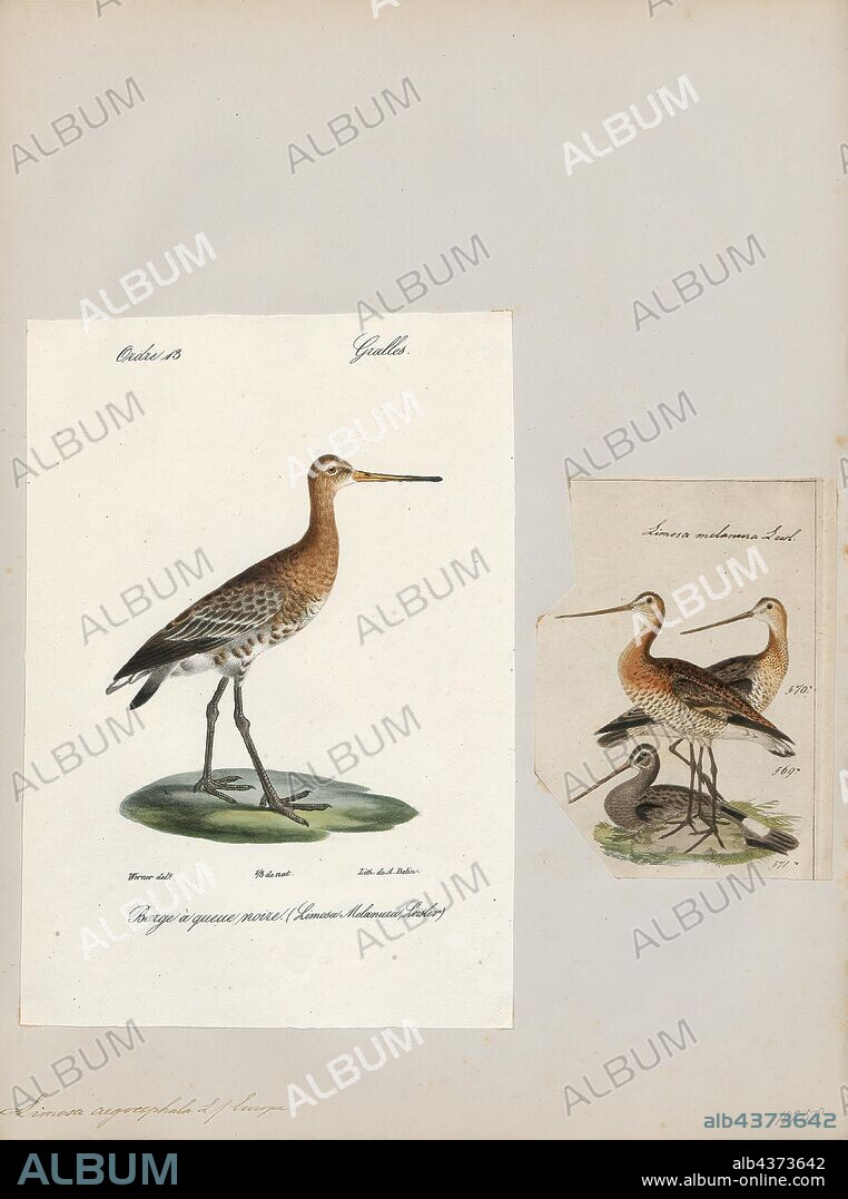 Limosa aegocephala, Print, Godwit, The godwits are a group of large, long-billed, long-legged and strongly migratory waders of the bird genus Limosa. Their long bills allow them to probe deeply in the sand for aquatic worms and molluscs. They frequent tidal shorelines, breeding in northern climates in summer and migrating south in winter. In their winter range, they flock together where food is plentiful. A female bar-tailed godwit holds the record for the longest non-stop flight for a land bird., 1700-1880.