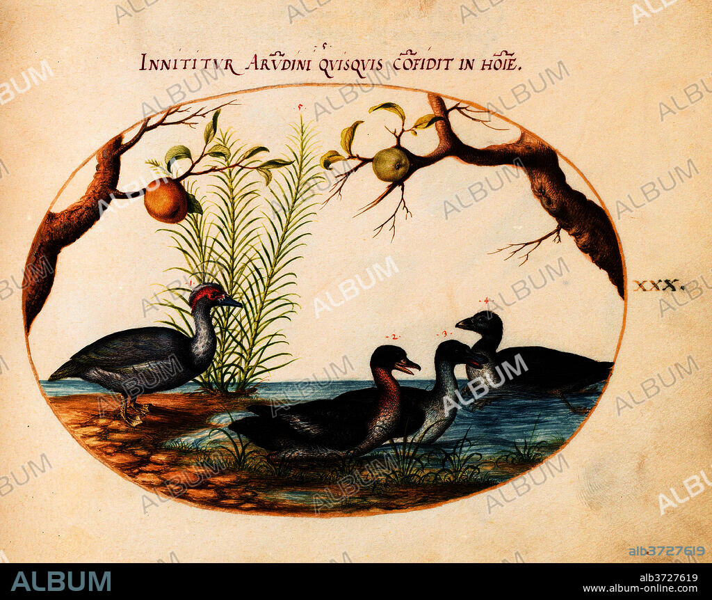 JORIS HOEFNAGEL. Animalia Volatilia et Amphibia (Aier): Plate XXX. Dated: c. 1575/1580. Dimensions: page size (approximate): 14.3 x 18.4 cm (5 5/8 x 7 1/4 in.). Medium: watercolor and gouache, with oval border in gold, on vellum.
