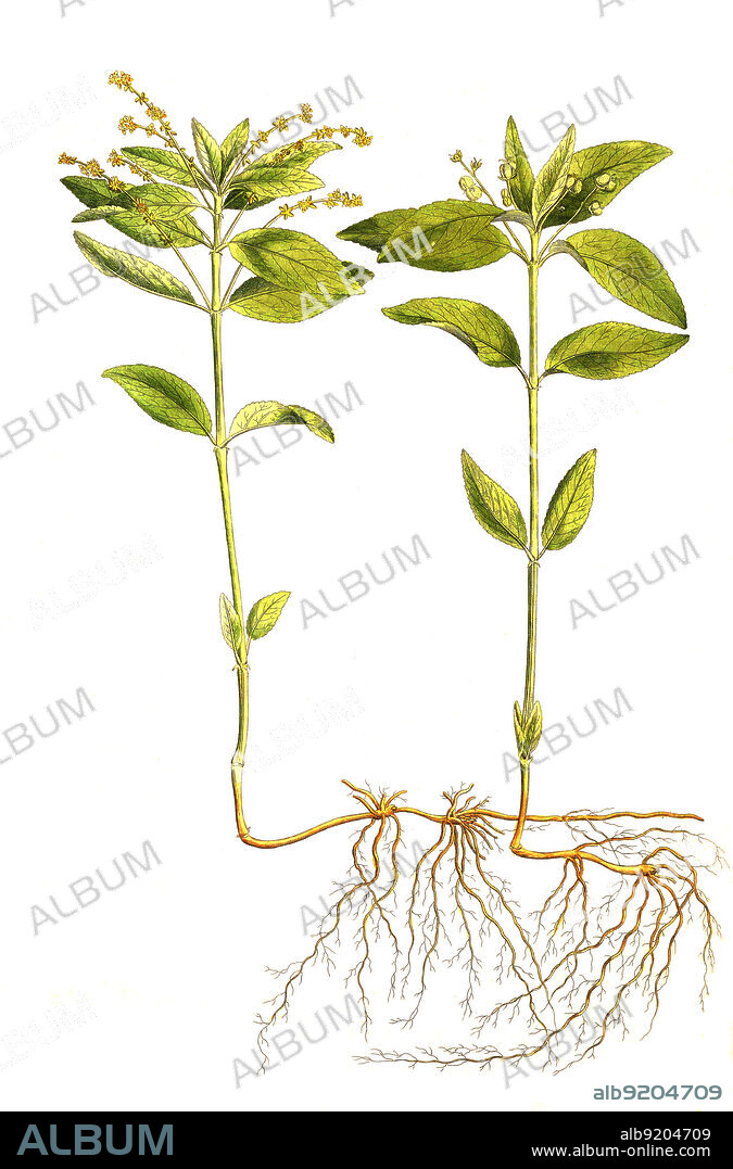 Wald-Bingelkraut, Mercurialis perennis, auch Dauer-Bingelkraut und Wildhanf / Mercurialis perennis, commonly known as dog's mercury, historical, digital improved reproduction of an original from the 19th century / digital restaurierte Reproduktion einer Originalvorlage aus dem 19. Jahrhundert, genaues Originaldatum nicht bekannt.