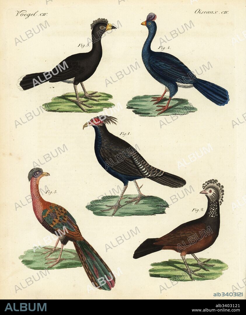 Kalij pheasant, Lophura leucomelanos 1, great curassow, Crax rubra, male 2, female 3, endangered helmeted curassow, Pauxi pauxi 4, and band-tailed guan, Penelope argyrotis 5. Handcoloured copperplate engraving from Friedrich Johann Bertuch's Bilderbuch fur Kinder (Picture Book for Children), Weimar, 1823.