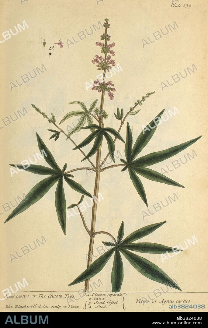 Agnus Castus, Medicinal Plant, 1737