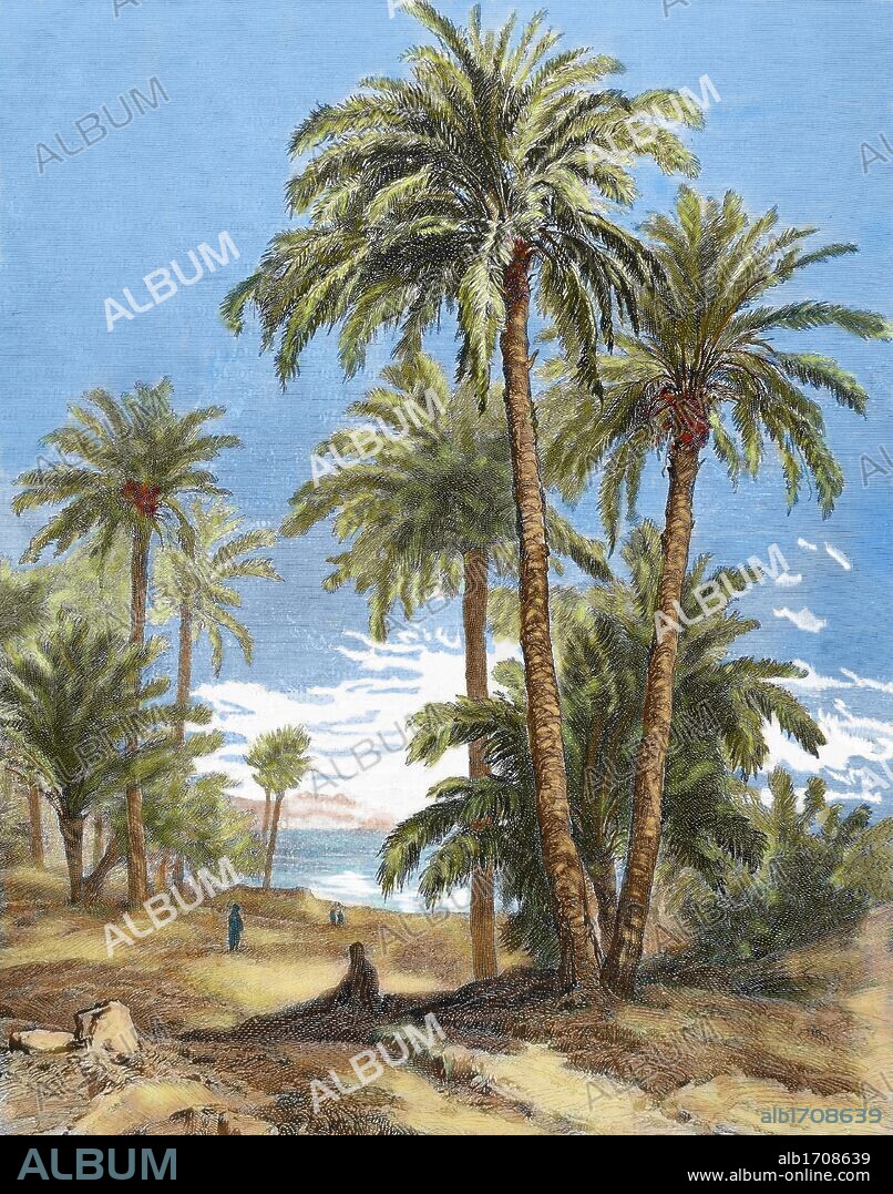 HISTORIA DE EGIPTO. Grabado coloreado con la representación de palmeras en un OASIS DEL DESIERTO. Realizado por R. Brend'Amour en 1882.