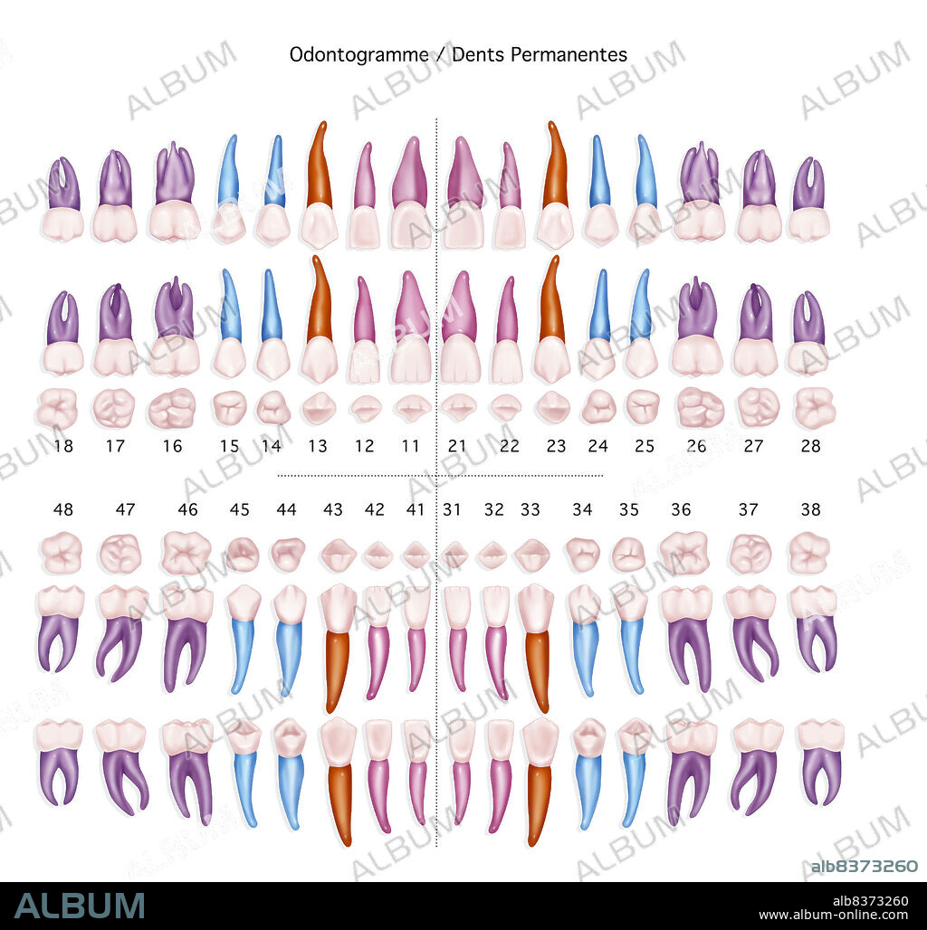 Illustration of an odontogram of permanent teeth, diagram of the jaw and tooth positions used by dentists. From top to bottom, illustration of teeth in the superior dental arch (oral side, buccal side and from below), then the teeth on the inferior dental arch (seen from above, buccal side and oral side).