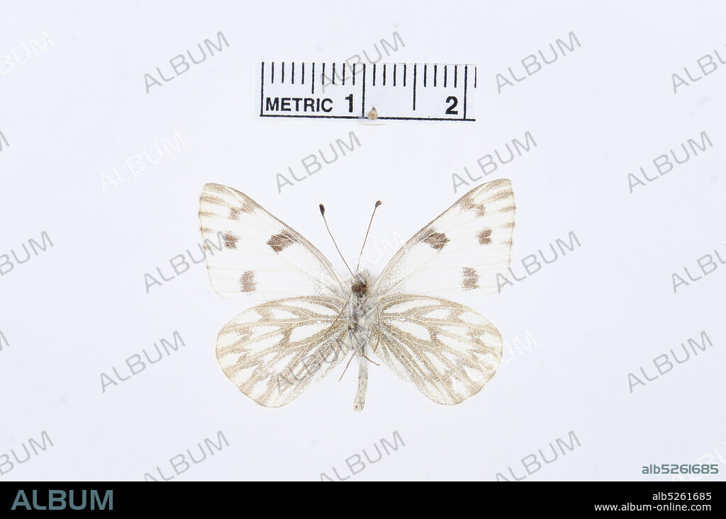 Pontia protodice, Animalia, Arthropoda, Hexapoda, Insecta, Lepidoptera, Pieridae, Pierinae.