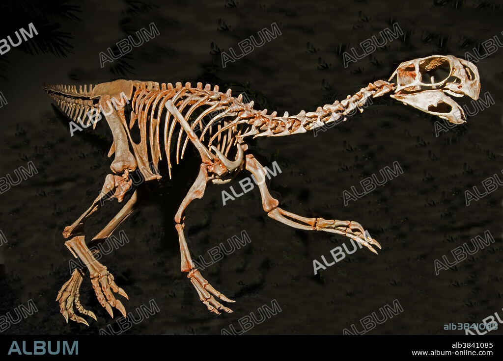Conchoraptor Gracilis. Rocky Mountain Dinosaur Resource Center. Woodland Park, Colorado.