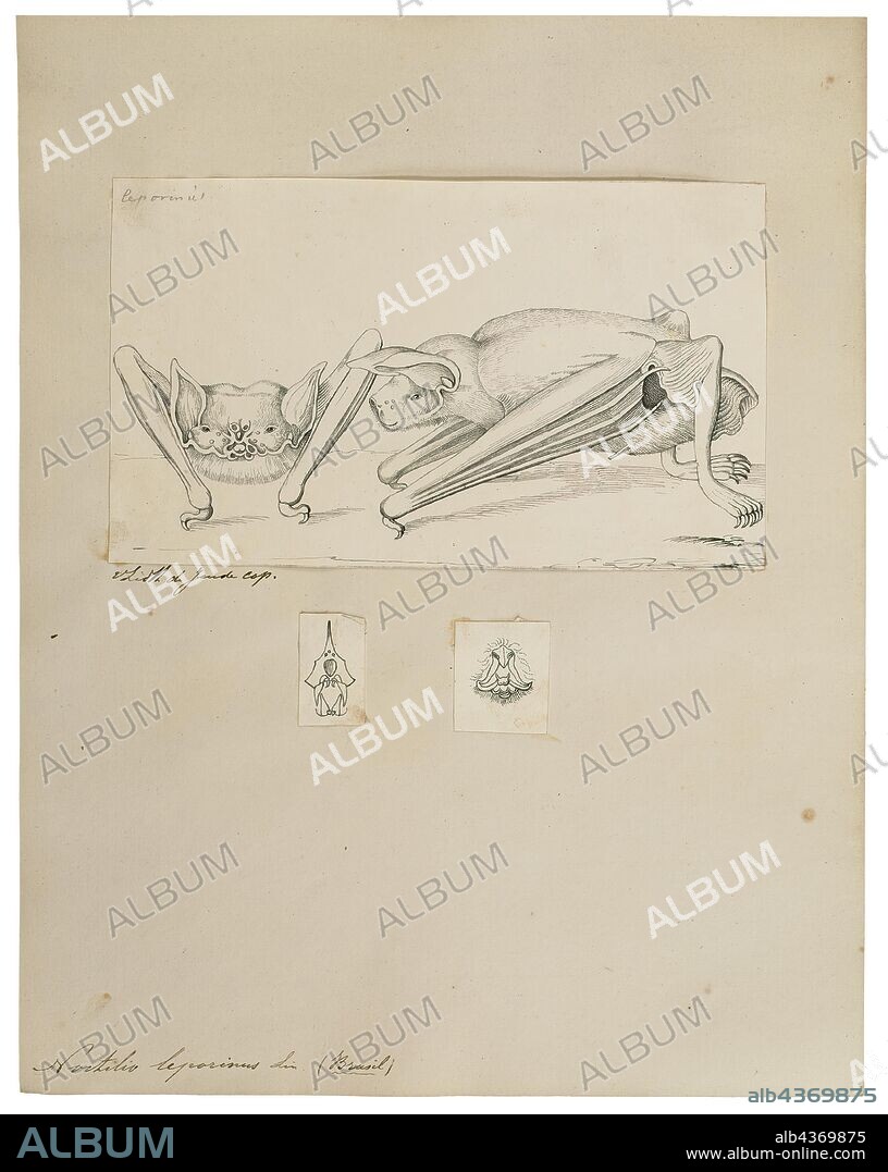 Noctilio leporinus, Print, The greater bulldog bat or fisherman bat (Noctilio leporinus) is a type of fishing bat native to Latin America (Spanish: Murciélago pescador). The bat uses echolocation to detect water ripples made by the fish upon which it preys, then uses the pouch between its legs to scoop the fish up and its sharp claws to catch and cling to it. It is not to be confused with the lesser bulldog bat, which, though belonging to the same genus, merely catches water insects, such as water striders and water beetles., 1700-1880.