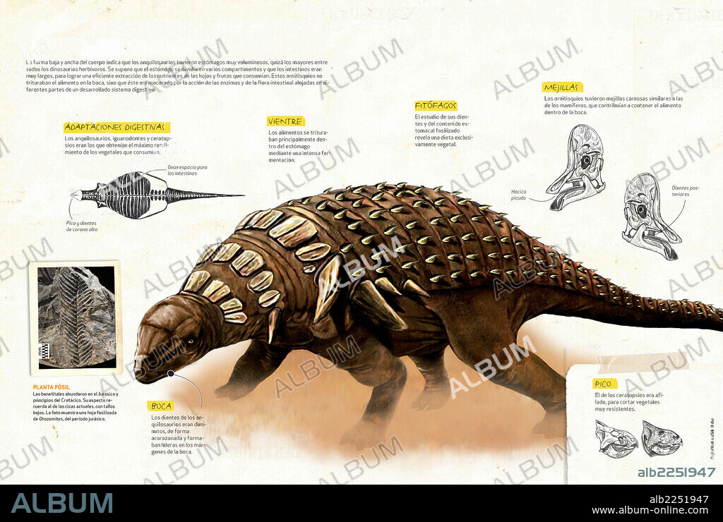 dinosaurios herbívoros. Infografía que describe la anatomía del Anquilosaurio, uno de los dinosaurios herbívoros que vivió durante el Cretácico de la era Mesozoica.