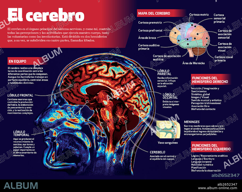El cerebro. Infografía del cerebro humano.