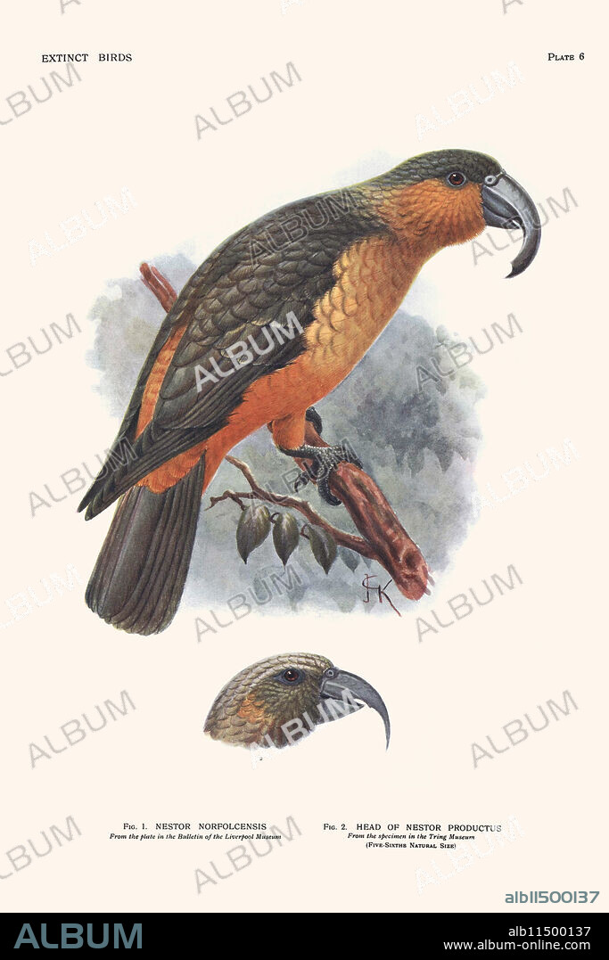 Nestor Norfolcensis, Head of Nestor Productus.  The Norfolk kaka (Nestor productus) is an extinct species of large parrot, belonging to the parrot family Nestoridae. The birds were about 38 cm long, with mostly olive-brown upperparts, (reddish-)orange cheeks and throat, straw-coloured breast, thighs, rump and lower abdomen dark orange and a prominent beak. It inhabited the rocks and treetops of Norfolk Island and adjacent Phillip Island. It was a relative of the New Zealand kaka Illustrated page from "Extinct Birds" by Lionel Rothschild, published in 1907, and drawn by John Gerrard Keulemans  (1842–1912).