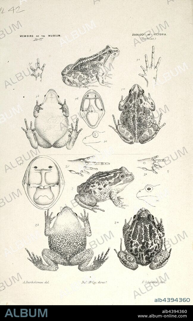 Lithographic proof of a Spotted Marsh Frog, Lymnodynastes tasmaniensis, and a Pobblebonk, Lymnodynastes dumerilii, from Victoria, Melbourne, by Frederick Schoenfeld, Lithographic proof of a Spotted Marsh Frog, Lymnodynastes tasmaniensis, and a Pobblebonk, Lymnodynastes dumerilii, by Frederick Schoenfeld for Plate 42 in The Prodromus of the Zoology of Victoria by Frederick McCoy.
