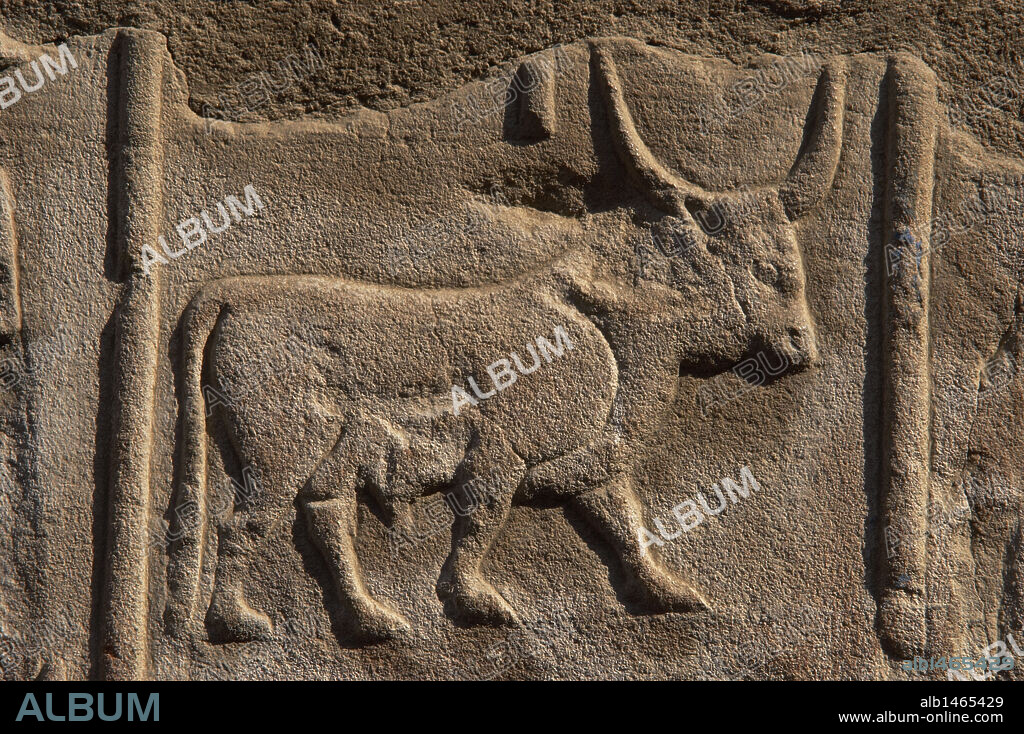 ESCRITURA JEROGLIFICA. EGIPTO. Detalle de una de las paredes del PRIMER PATIO DE RAMSES II decorada con un dibujo jeroglífico en forma de toro. TEMPLO DE LUXOR. DINASTIA XIX. (1320-1200 a. C.). IMPERIO NUEVO.