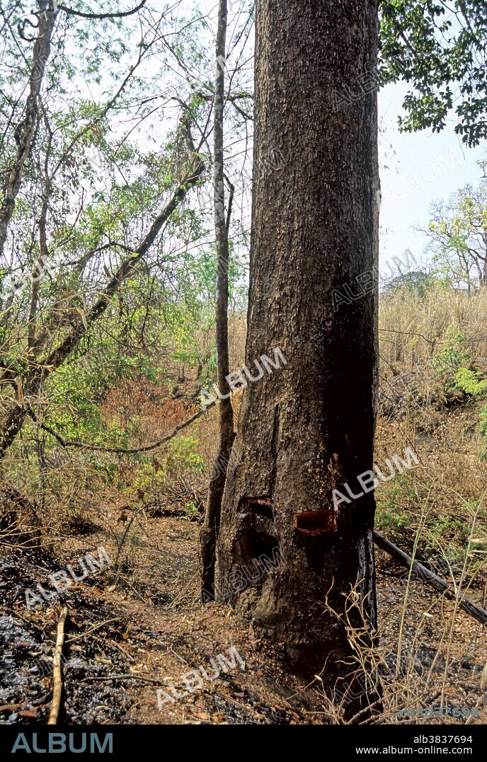 A resin tree (Dipterocarpus alatus) in the Srepok Wilderness Area, Cambodia. Resin, harvested from holes cut near the base of the trunk, is used for caulking boats and making varnish. After resin has been collected the hole is burnt-out to promote production of more resin.