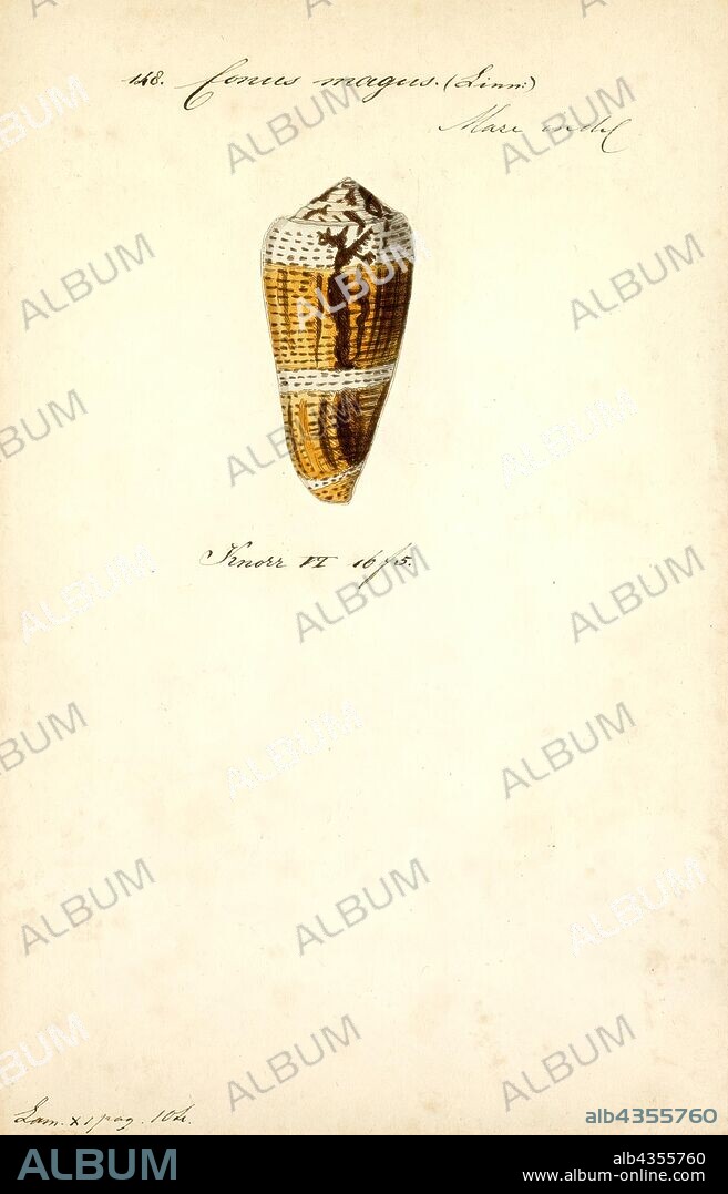 Conus magus, Print, Conus magus, common name the magical cone, is a species of sea snail, a marine gastropod mollusk in the family Conidae, the cone snails and their allies.