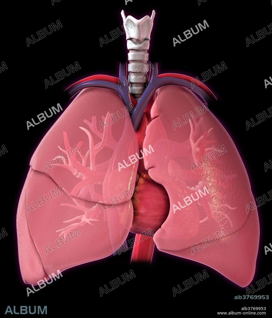 Human Heart, illustration - Album alb3769953