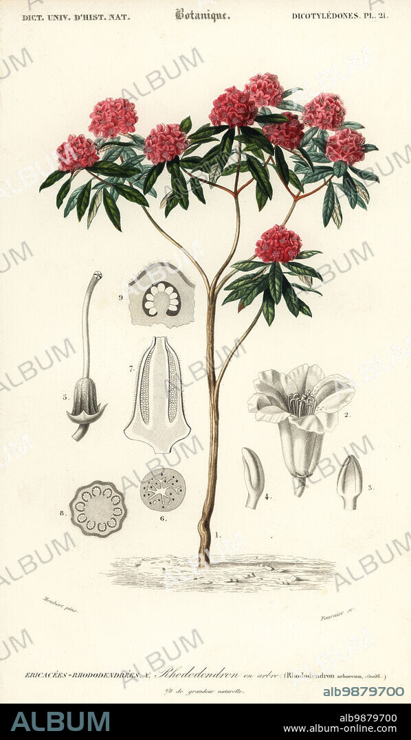Tree rhododendron, Rhododendron arboreum. Rhododendron en arbre. Handcoloured steel engraving by Felicie Fournier after an illustration by Louis Joseph Edouard Maubert from Charles d'Orbigny's Dictionnaire Universel d'Histoire Naturelle (Universal Dictionary of Natural History), Paris, 1849.