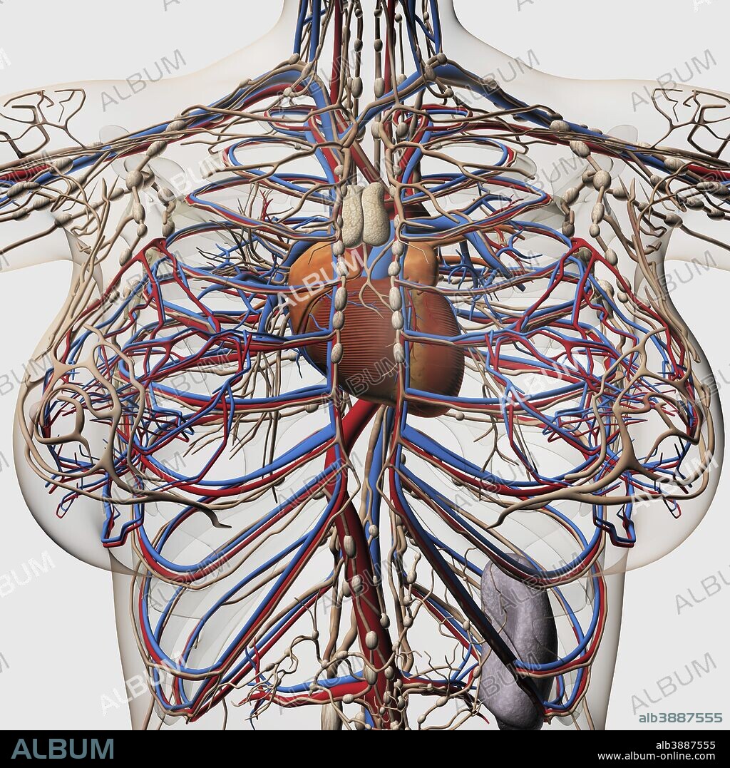 Medical illustration of female breast arteries, veins and lymphatic system with heart at center, front view.