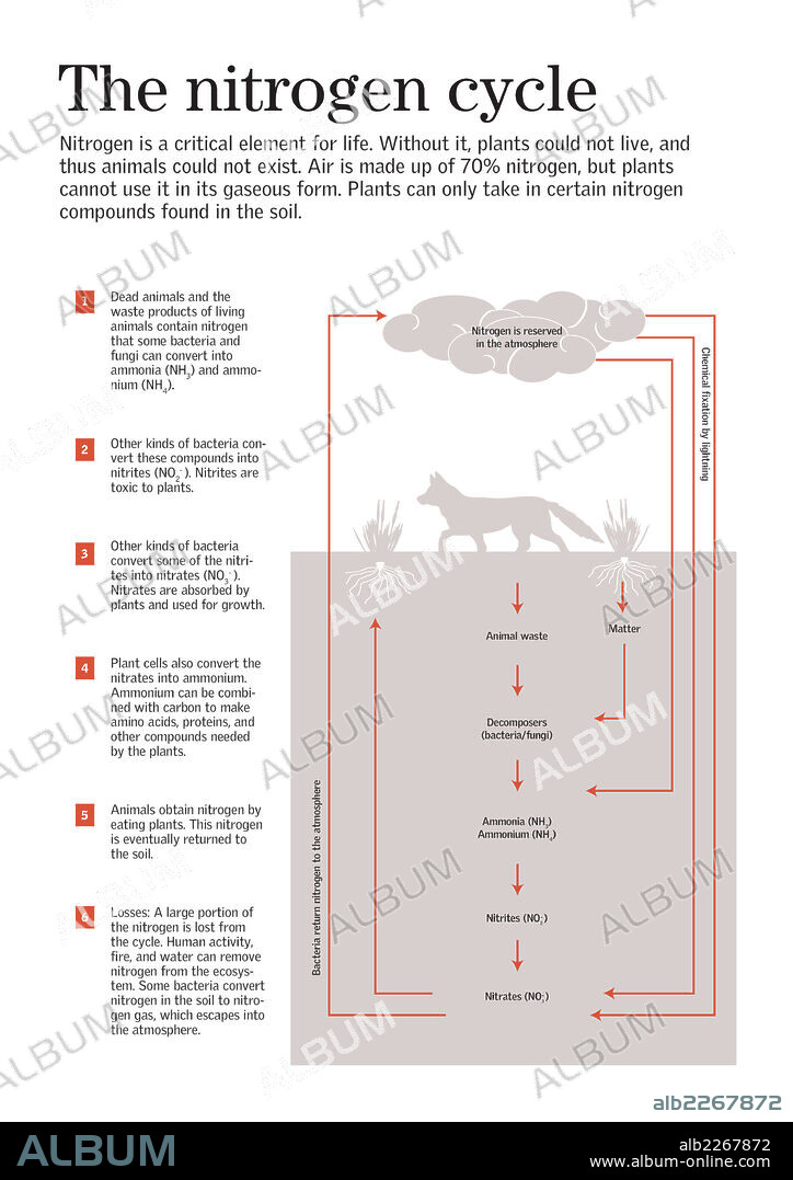 El ciclo del nitrógeno. Infografía sobre el ciclo del nitrógeno, gracias al cual hay vida, desde las plantas hasta los seres superiores.