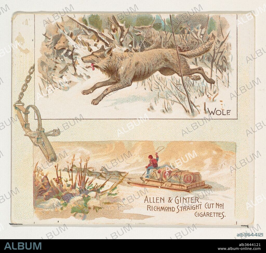 Wolf, from Quadrupeds series (N41) for Allen & Ginter Cigarettes. Dimensions: Sheet: 2 7/8 x 3 1/4 in. (7.3 x 8.3 cm). Lithographer: Lithography by Lindner, Eddy & Claus (American, New York). Publisher: Issued by Allen & Ginter (American, Richmond, Virginia). Date: 1890.
Large trade cards from the "Quadrupeds" series (N41), issued in 1890 in a set of 50 cards to promote Allen & Ginter brand cigarettes. Series N41 reproduces the cards from N21 in a larger size.